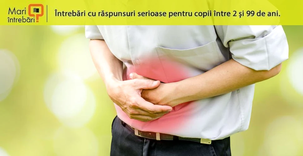 De ce loviturile în testicule provoacă dureri abdominale?