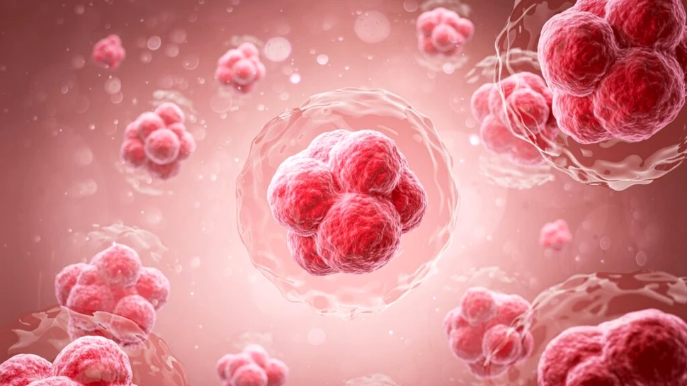 Oamenii de știință au reușit să întinerească celulele stem care produc sânge