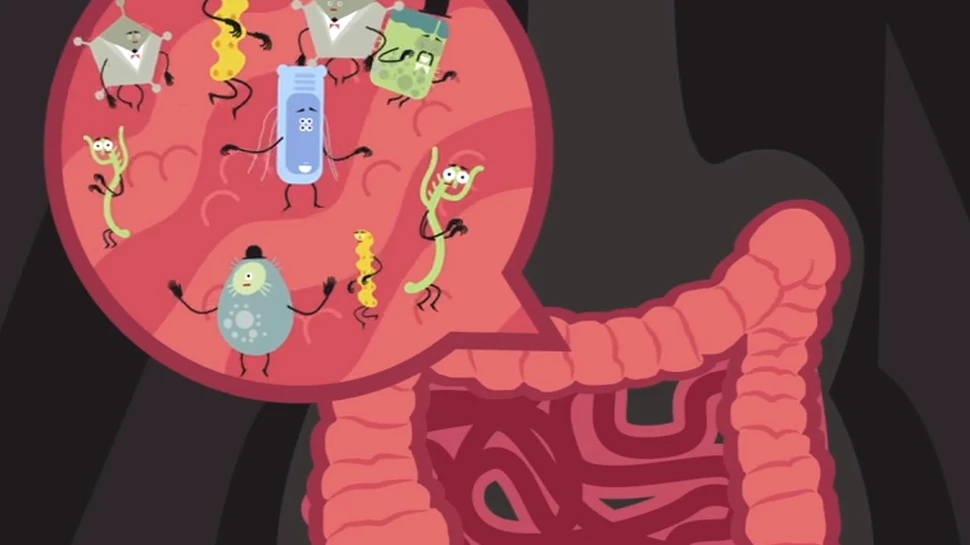 Bacteriile intestinale pot reduce riscul de boli cardiovasculare – studiu