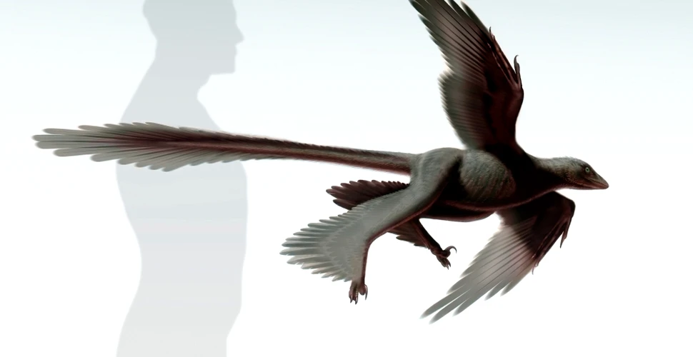 Dinozaurul cu patru „aripi” găsit recent în China este cel mai mare descoperit vreodată