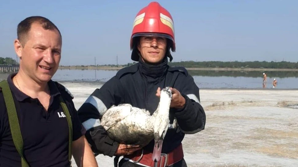O lebădă blocată în mâl, salvată de pompierii din Brăila