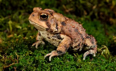 Test de cultură generală. Câte insecte poate mânca o broască într-o zi?