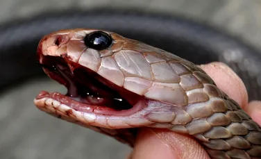Mit sau adevăr: poate un şarpe mort să muşte şi să ucidă un om? (VIDEO)