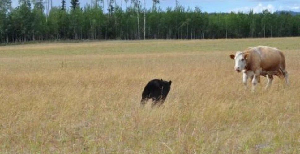 Nici macar un urs nu poate infrunta o vaca furioasa (FOTO)