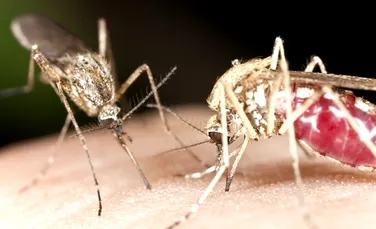 Cum arată „atacul” unui ţânţar văzut la microscop? (VIDEO)