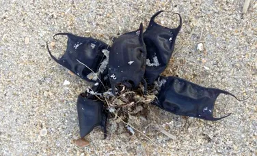 Mai multe ”săculeţe” bizare care au ajuns pe plajele din Carolina de Nord nu sunt deşeuri din plastic sau din alt material creat de om