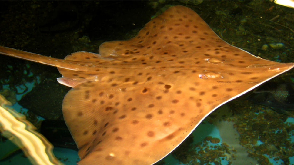 Vulpea neagra de mare, pe cale de disparitie