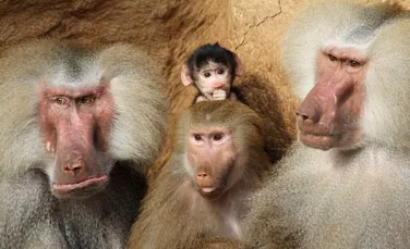 Contracepția ar putea prelungi viața unor mamifere, arată un nou studiu