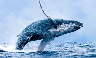 Fenomenul care a schimbat evoluţia balenelor. Cum au ajuns mamiferele la dimensiunile URIAŞE din prezent