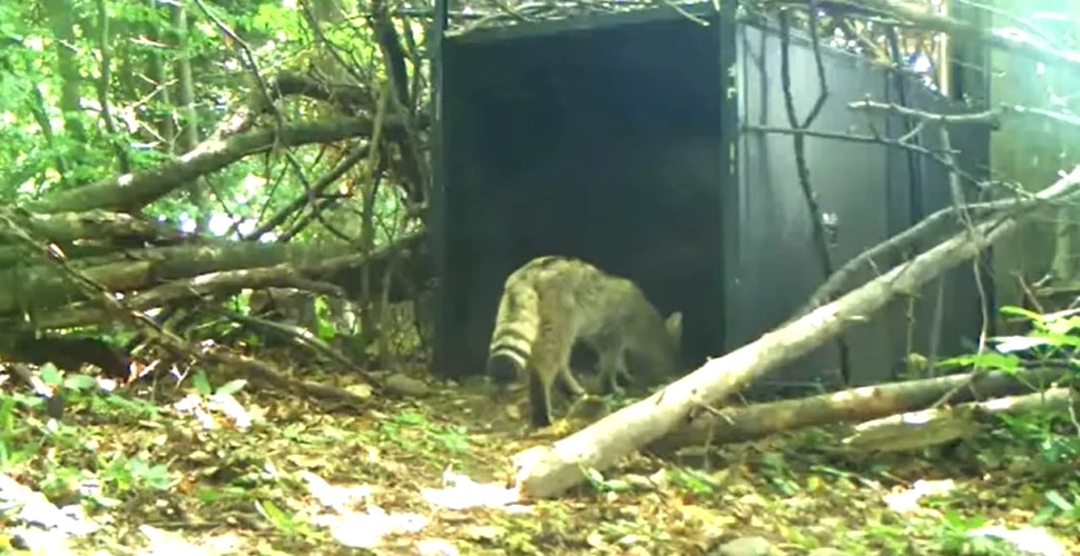 Pisică sălbatică, surprinsă de o cameră de monitorizare într-o pădure din Bacău