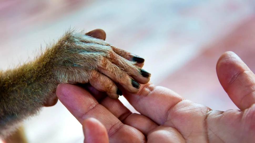 O specie misterioasă de hominid cu creier complex precum omul modern duce la regândirea teoriei evoluţiei oamenilor