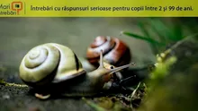 De ce melcii sunt atât de lenți?