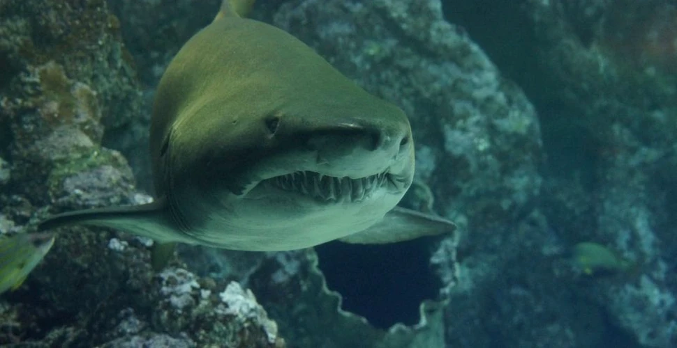Top 10 cele mai bizare specii de rechini