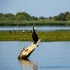De ce vor statele UE să scape de cormorani?