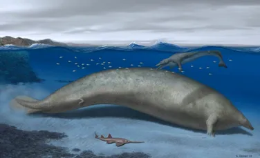 Cel mai mare animal care a trăit vreodată, posibil găsit în Peru