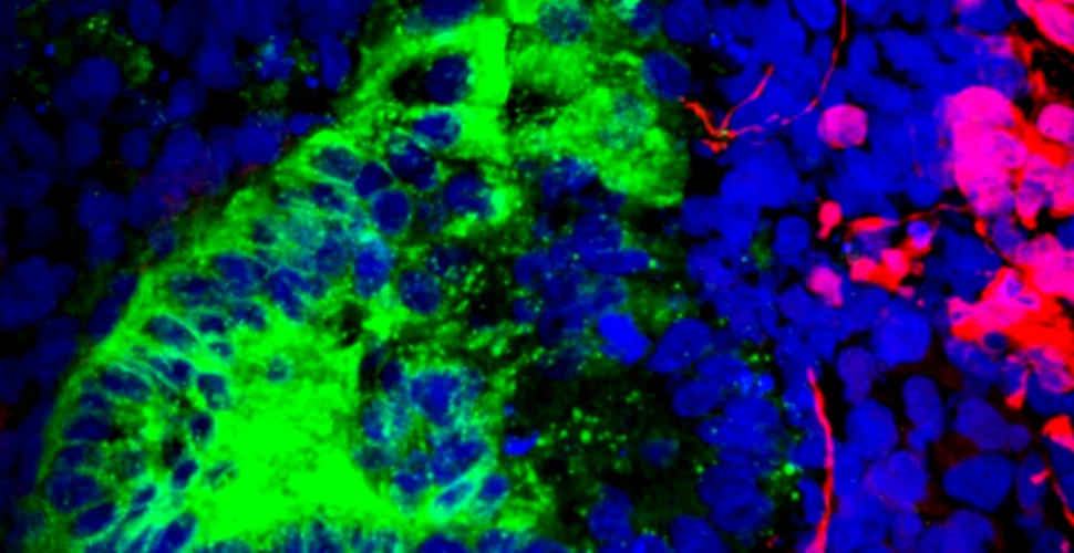 Rinichii crescuţi în laborator au dezvoltat celule cerebrale şi musculare