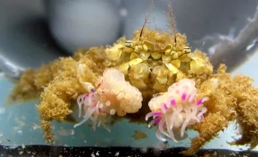 Cercetătorii au descoperit o specie de crabi care folosesc alte animale pe post de „mănuşi de box”