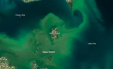 Explozie de alge în lacul Erie – IMAGINE impresionantă