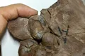 Cel mai mic ou de dinozaur găsit vreodată a fost confirmat în China