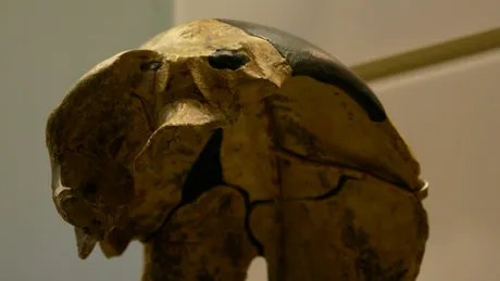 Un craniu vechi de 300.000 de ani nu se potrivește cu nicio specie umană