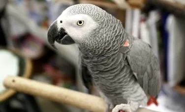 Papagalii africani gri au capacitatea de gândire a unui copil de 4 ani