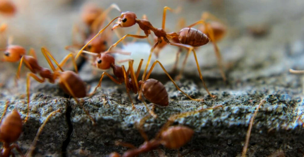 Fosilele de furnici cât un colibri pun la încercare tot ce știm despre dimensiunile insectelor