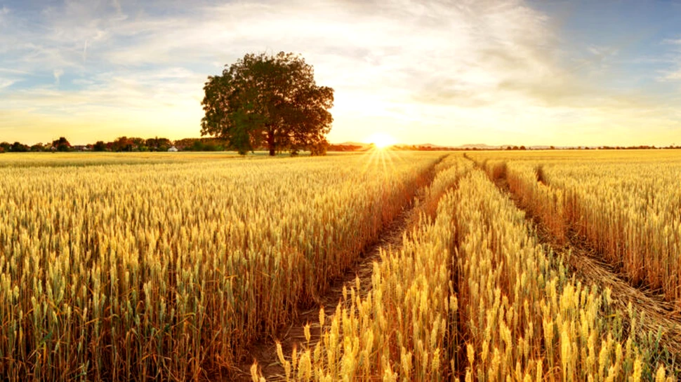 Fermierii polonezi, supărați că au prea mult grâu