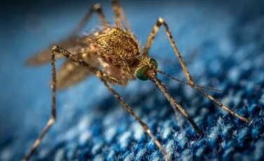 Mult mai multe ciupituri de țânțari purtători de malarie au loc în timpul zilei