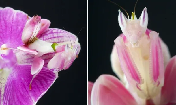 Călugăriţa-orhidee din Asia oferă unul dintre cele mai spectaculoase exemple de camuflaj în lumea insectelor. Stă, de obicei, pe flori cu petale roz, asemănându-se cu ele prin culoare şi prin fomaţiunile lăţite de la nivelul picioarelor, asemănătoare cu petalele florii.
