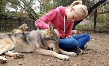 Cercetătorii din Ungaria au descoperit că lupii adulți se atașează de oameni la fel cum o fac și câinii