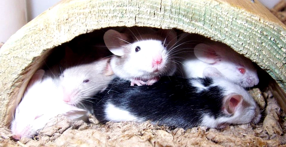 O terapie genetică restabileşte complet auzul la şoareci şi poate fi folosită cu succes la oameni