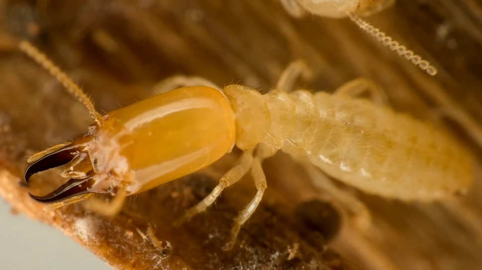 Spaima lumii insectelor: au fost descoperite termitele „kamikaze” (VIDEO)