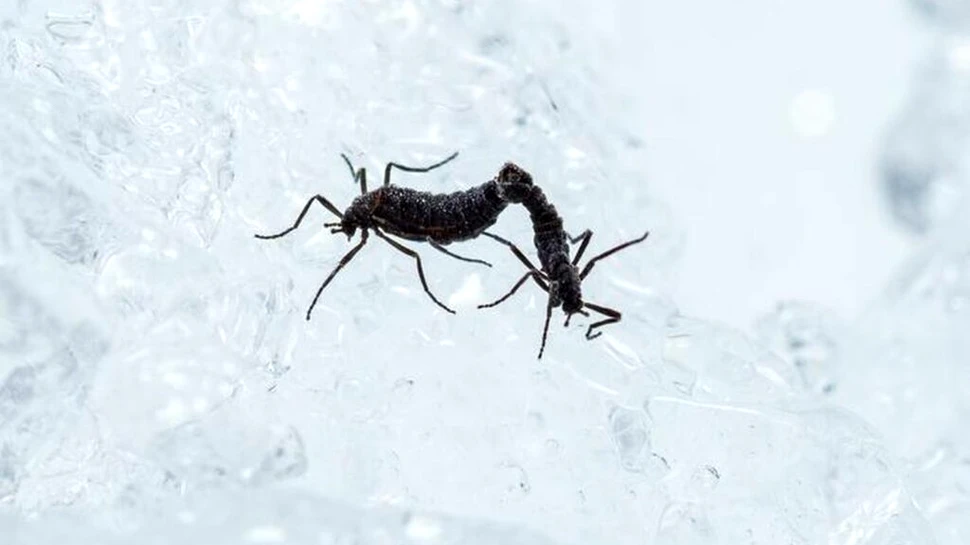 Cum supraviețuiește singura insectă nativă din Antarctica?