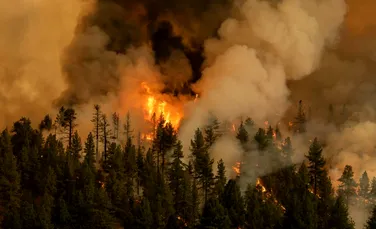 Îmbunătățirea calității aerului duce la mai multe incendii forestiere
