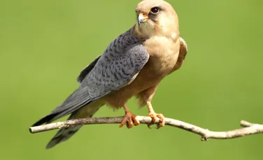 Biologii au descoperit cele mai zgomotoase păsări din lume