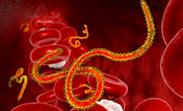 O rezoluţie aproape atomică a virusului Ebola ajută la înţelegerea mecanismului de transmitere