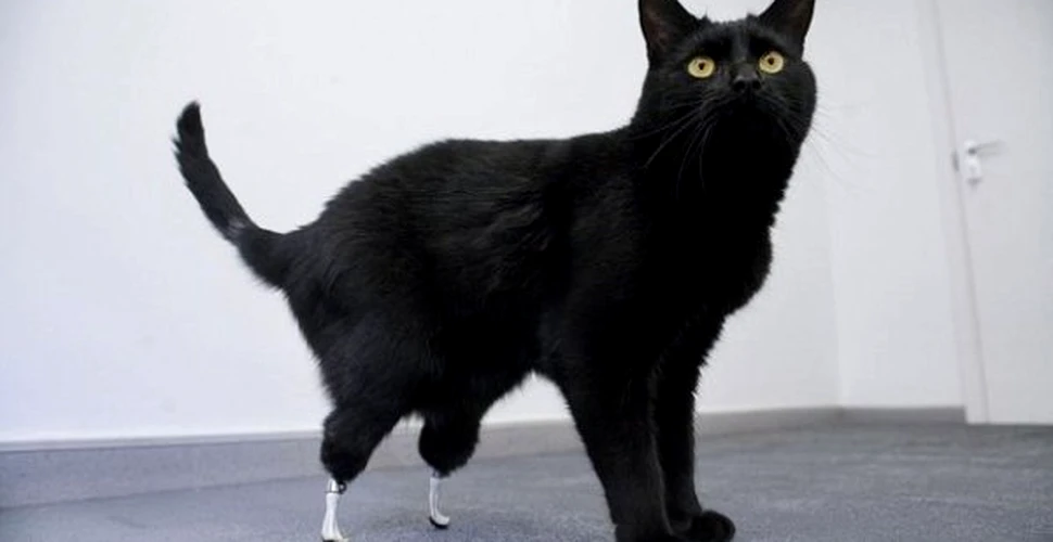 Oscar – pisica bionica