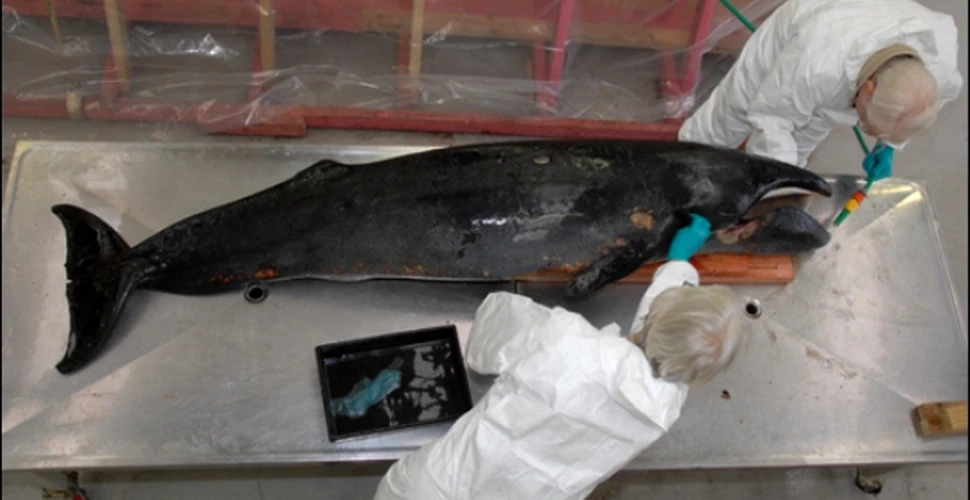 Balena pitica autopsiata in Noua Zeelanda