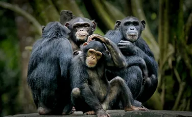 Cimpanzeii își tratează bolile cu plante medicinale, au observat cercetătorii