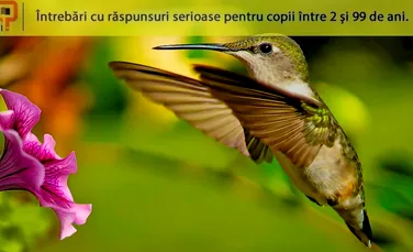 Care este singura specie de pasăre care poate zbura în sens invers?