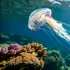 O „barieră necunoscută” împiedică meduzele să traverseze Atlanticul