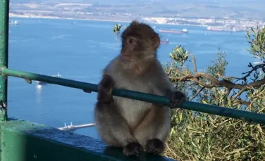 In Gibraltar maimutele agresive sunt eutanasiate