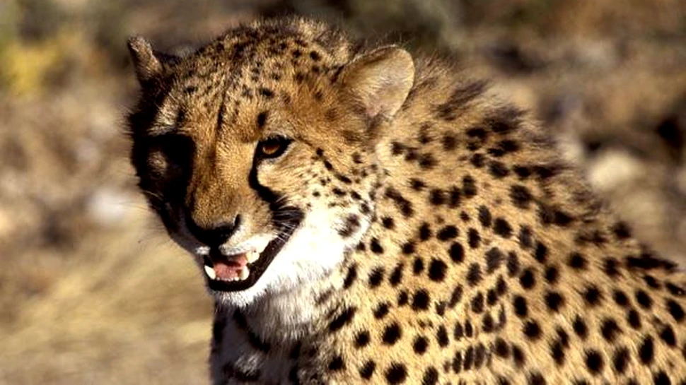 Omul care vorbeste cu gheparzii