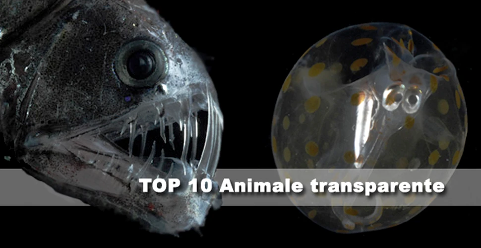 Top 10 Animale transparente