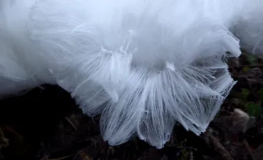 Fenomenul ciudat prin care „vata de zahăr” apare pe ramurile copacilor în timpul iernii