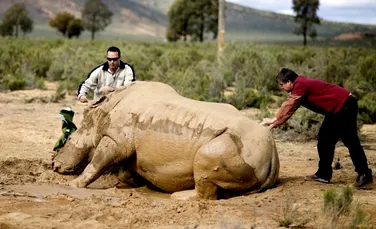 Africa de Sud ia în calcul tăierea coarnelor tuturor rinocerilor pentru a opri braconajul