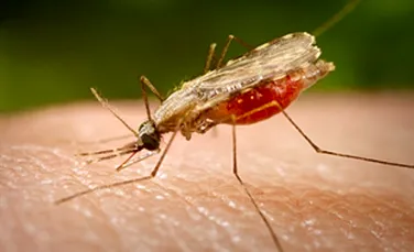 Malaria asalteaza Statele Unite
