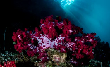 Oamenii de știință au descoperit un ecosistem nou care se ascunde sub fundul oceanului