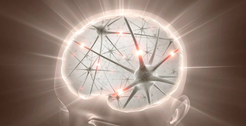 Oamenii de ştiinţă au descoperit un nou tip de neuroni cu implicaţii majore în sănătatea umană