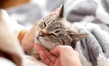 Ce se întâmplă dacă îți îmbrățișezi pisica atunci când ești stresat? Nu te va ajuta mereu!